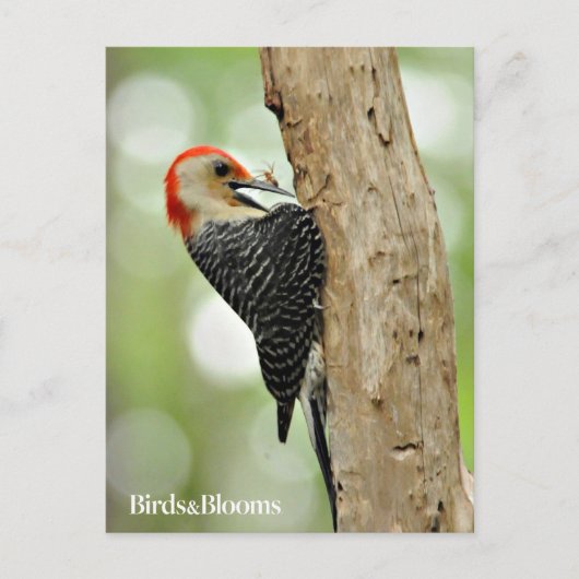 Red-Bellied Woodpecker Briefkaart (Voorkant)