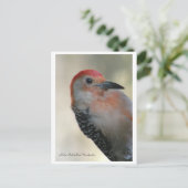 Red-bellied Woodpecker Briefkaart (Staand voorkant)
