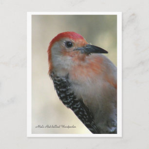 Red-bellied Woodpecker Briefkaart