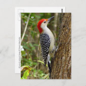 Red Bellied Woodpecker Briefkaart (Voorkant / Achterkant)