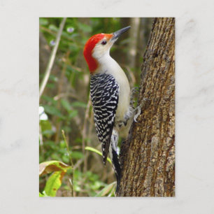 Red Bellied Woodpecker Briefkaart