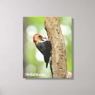 Red-Bellied Woodpecker Canvas Afdruk