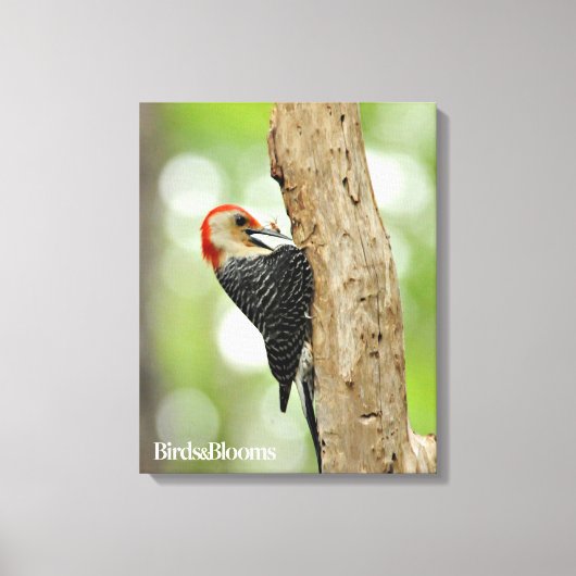 Red-Bellied Woodpecker Canvas Afdruk (Voorkant)