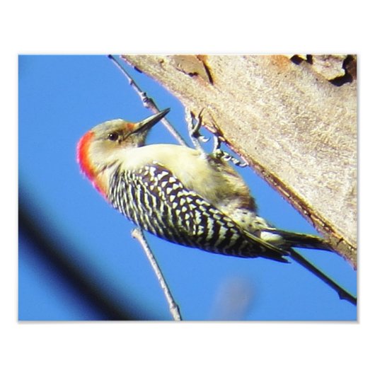 Red-bellied Woodpecker Foto Afdruk (Voorkant)