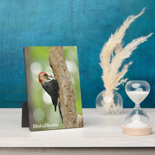 Red-Bellied Woodpecker Fotoplaat (Zijkant)