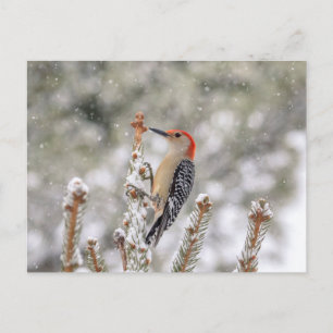 Red-bellied Woodpecker in de sneeuw Briefkaart