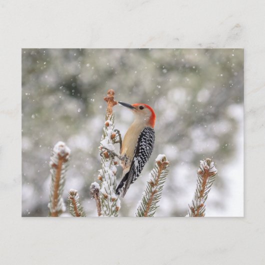 Red-bellied Woodpecker in de sneeuw Briefkaart (Voorkant)