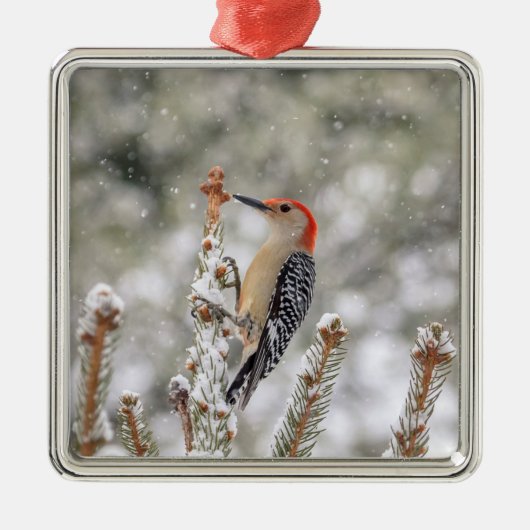 Red-bellied Woodpecker in de sneeuw Metalen Ornament (Voorkant)