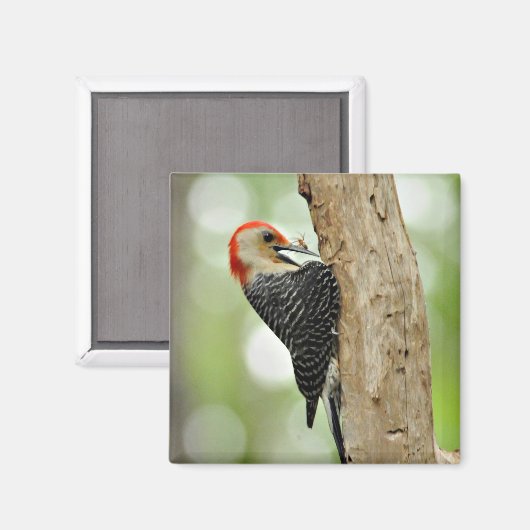 Red-Bellied Woodpecker Magneet (Voorkant / Achterkant)