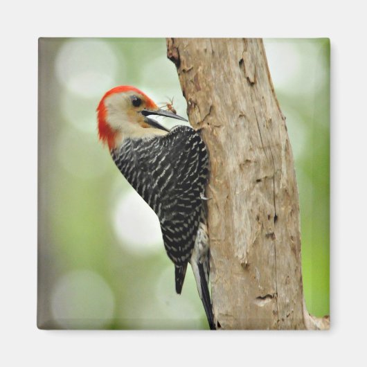 Red-Bellied Woodpecker Magneet (Voorkant)