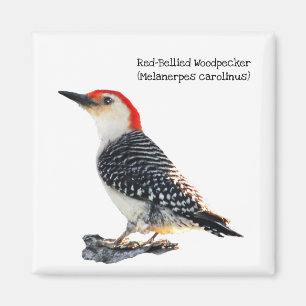 Red-Bellied Woodpecker Magneet