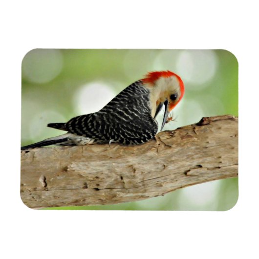 Red-Bellied Woodpecker Magneet (Horizontaal)