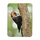 Red-Bellied Woodpecker Magneet (Verticaal)