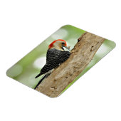 Red-Bellied Woodpecker Magneet (Linkerzijde)