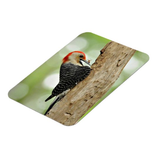 Red-Bellied Woodpecker Magneet (Linkerzijde)