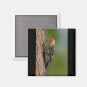 Red-bellied Woodpecker Magneet (Voorkant / Achterkant)