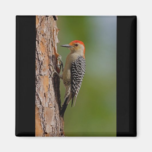 Red-bellied Woodpecker Magneet (Voorkant)
