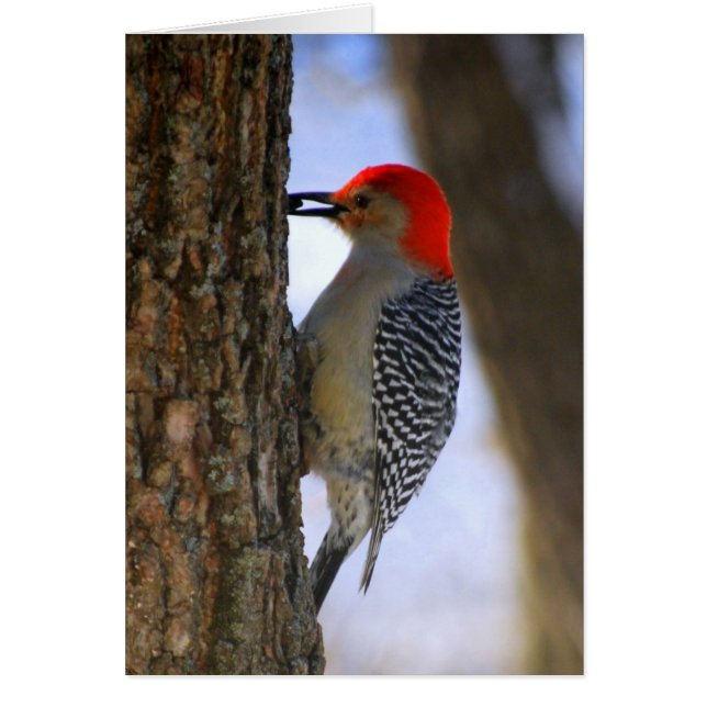 Red-Bellied Woodpecker met zaadkaart (Voorkant)