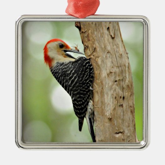 Red-Bellied Woodpecker Metalen Ornament (Voorkant)