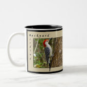Red Bellied Woodpecker Mok 2 (Links)