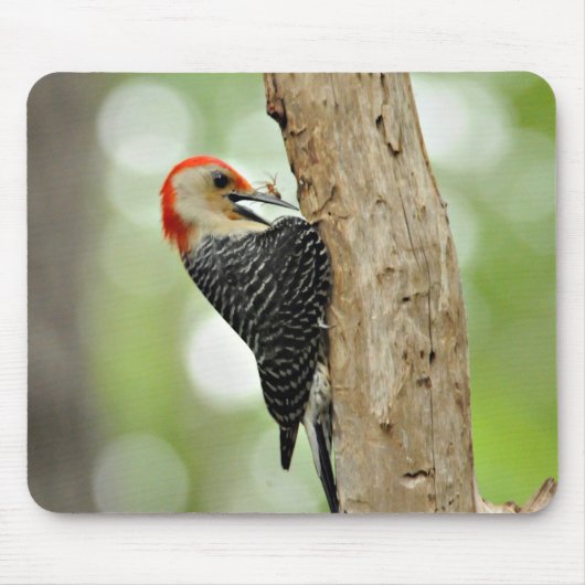 Red-Bellied Woodpecker Muismat (Voorkant)