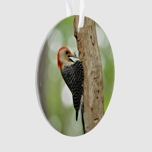 Red-Bellied Woodpecker Ornament (voorkant)