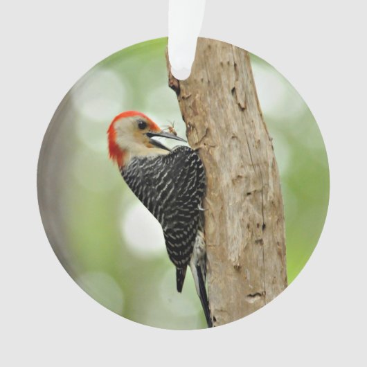 Red-Bellied Woodpecker Ornament (voorkant)