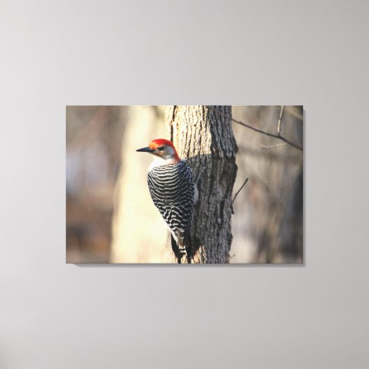 Red Bellied Woodpecker Portrait Canvas Afdruk (Voorkant)