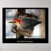 Red-Bellied Woodpecker Poster (Voorkant)
