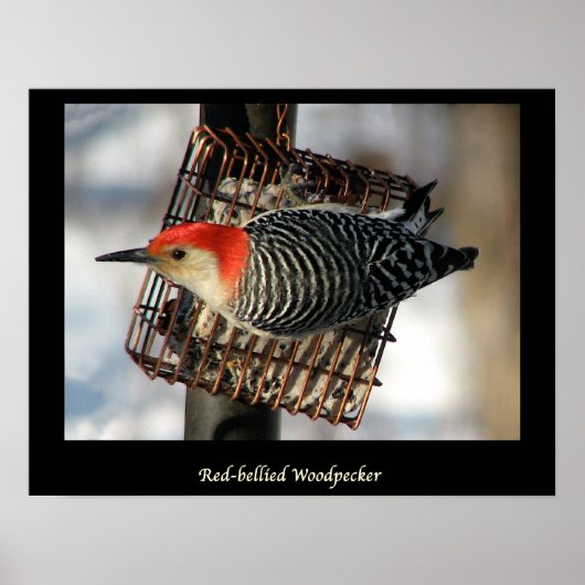 Red-Bellied Woodpecker Poster (Voorkant)