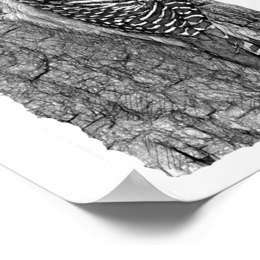 Red-bellied Woodpecker Poster (Hoek)