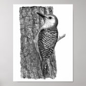 Red-bellied Woodpecker Poster (Voorkant)