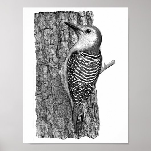 Red-bellied Woodpecker Poster (Voorkant)