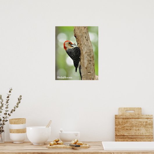 Red-Bellied Woodpecker Poster (Keuken)