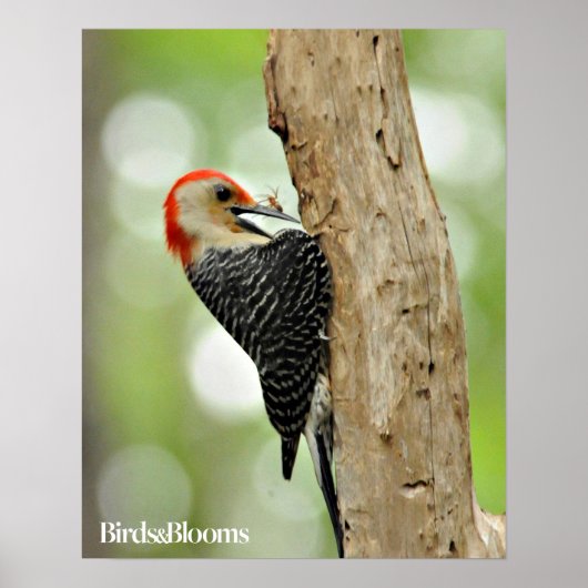 Red-Bellied Woodpecker Poster (Voorkant)