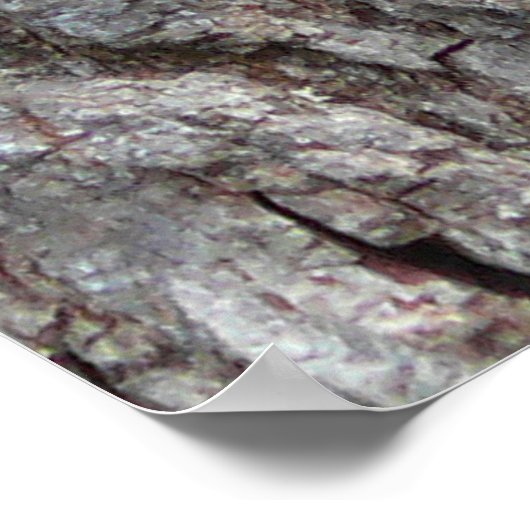 Red-Bellied Woodpecker Poster (Hoek)