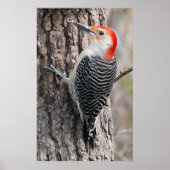 Red-Bellied Woodpecker Poster (Voorkant)