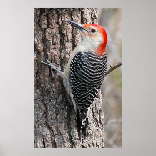 Red-Bellied Woodpecker Poster (Voorkant)