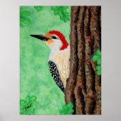 Red Bellied Woodpecker Poster (Voorkant)