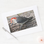 Red-Bellied Woodpecker Rechthoekige Sticker (Envelop)