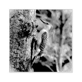 Red Bellied Woodpecker Rubberstempel (Afrduk)