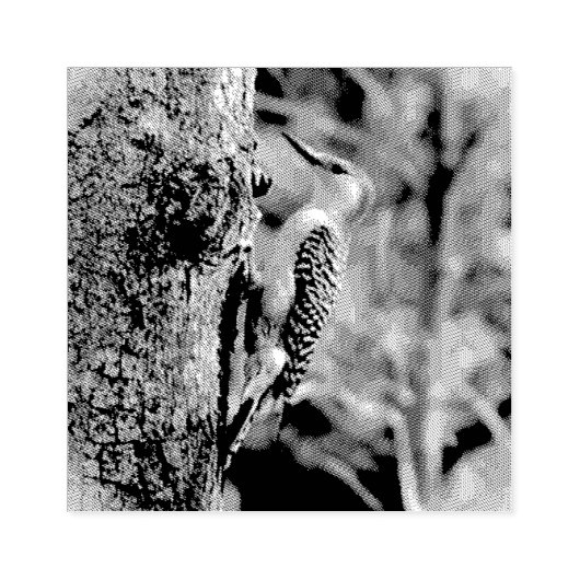 Red Bellied Woodpecker Rubberstempel (Afrduk)