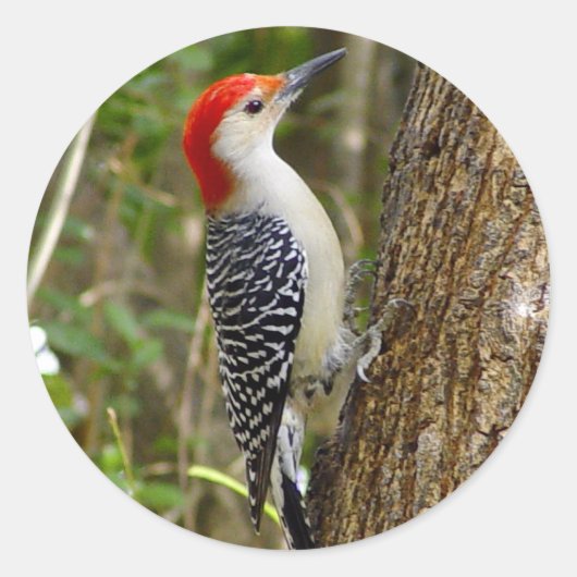 Red Bellied Woodpecker Sticker (Voorkant)