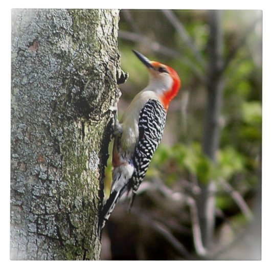 Red Bellied Woodpecker Tegeltje (Voorkant)