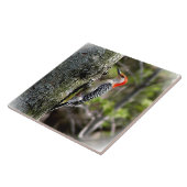 Red Bellied Woodpecker Tegeltje (Zijkant)