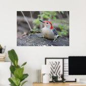 Red Bellied Woodpecker Value Poster Paper (Steen) (Thuiskantoor)