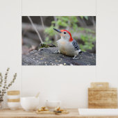 Red Bellied Woodpecker Value Poster Paper (Steen) (Keuken)