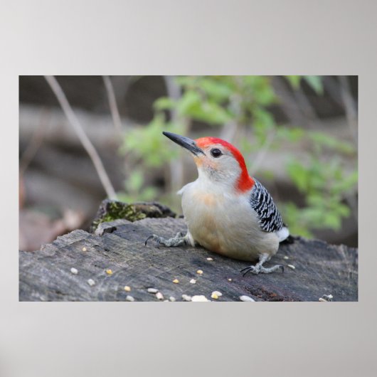 Red Bellied Woodpecker Value Poster Paper (Steen) (Voorkant)