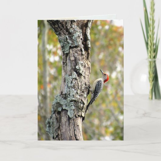 Red Bellied Woodpecker Wenskaart Kaart (Voorkant)