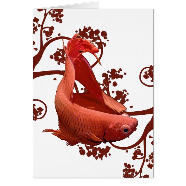 Red Betta Siamese gevechtsvis (Voorkant)